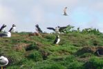 PICTURES/Puffin Express - Boat Tour Around Puffin Island/t_Puffins (25).JPG